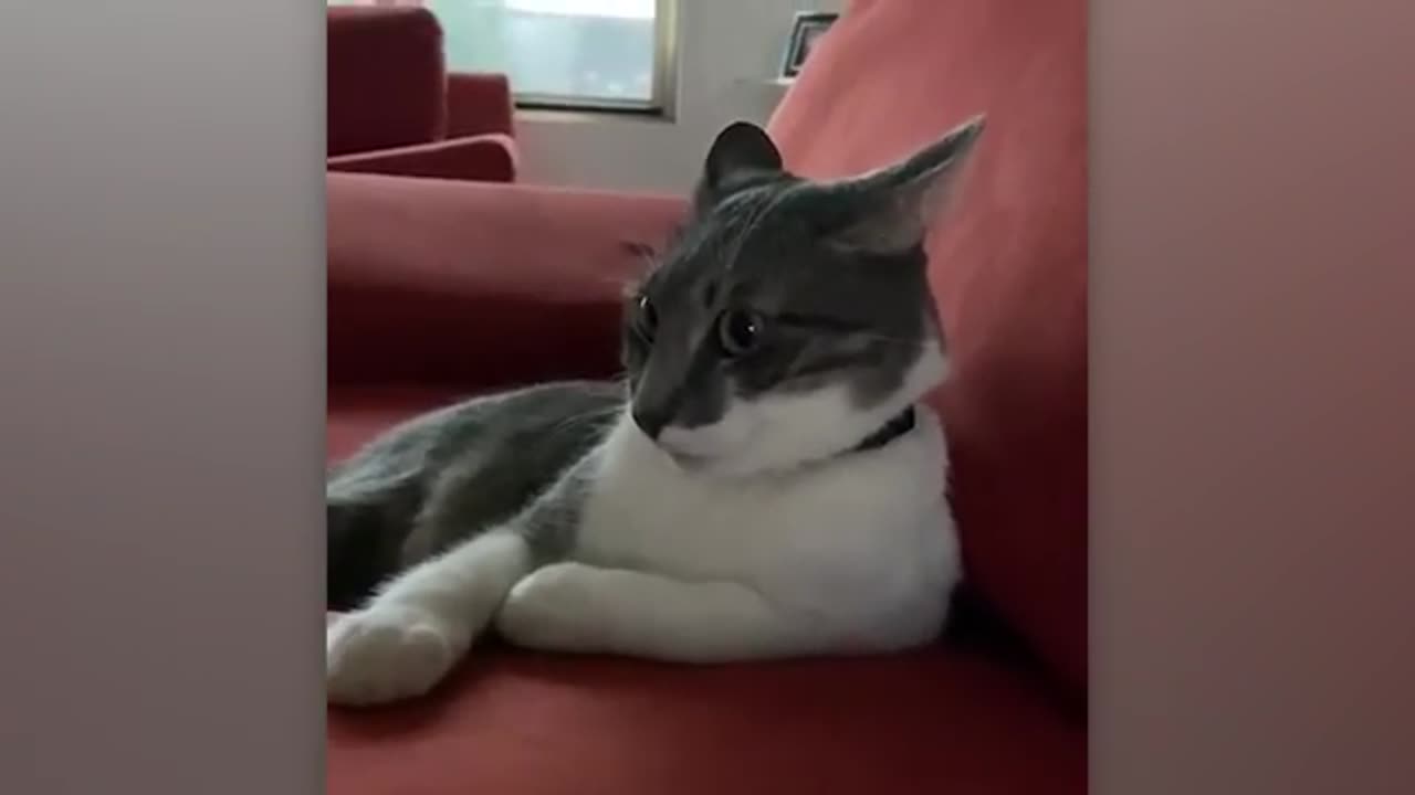 Funny Animals React to Crazy Weather