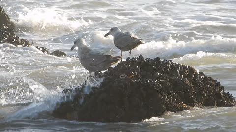 Seagulls eating Muscles.