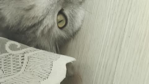 This Cat is Sleeping... And it's Pure Magic