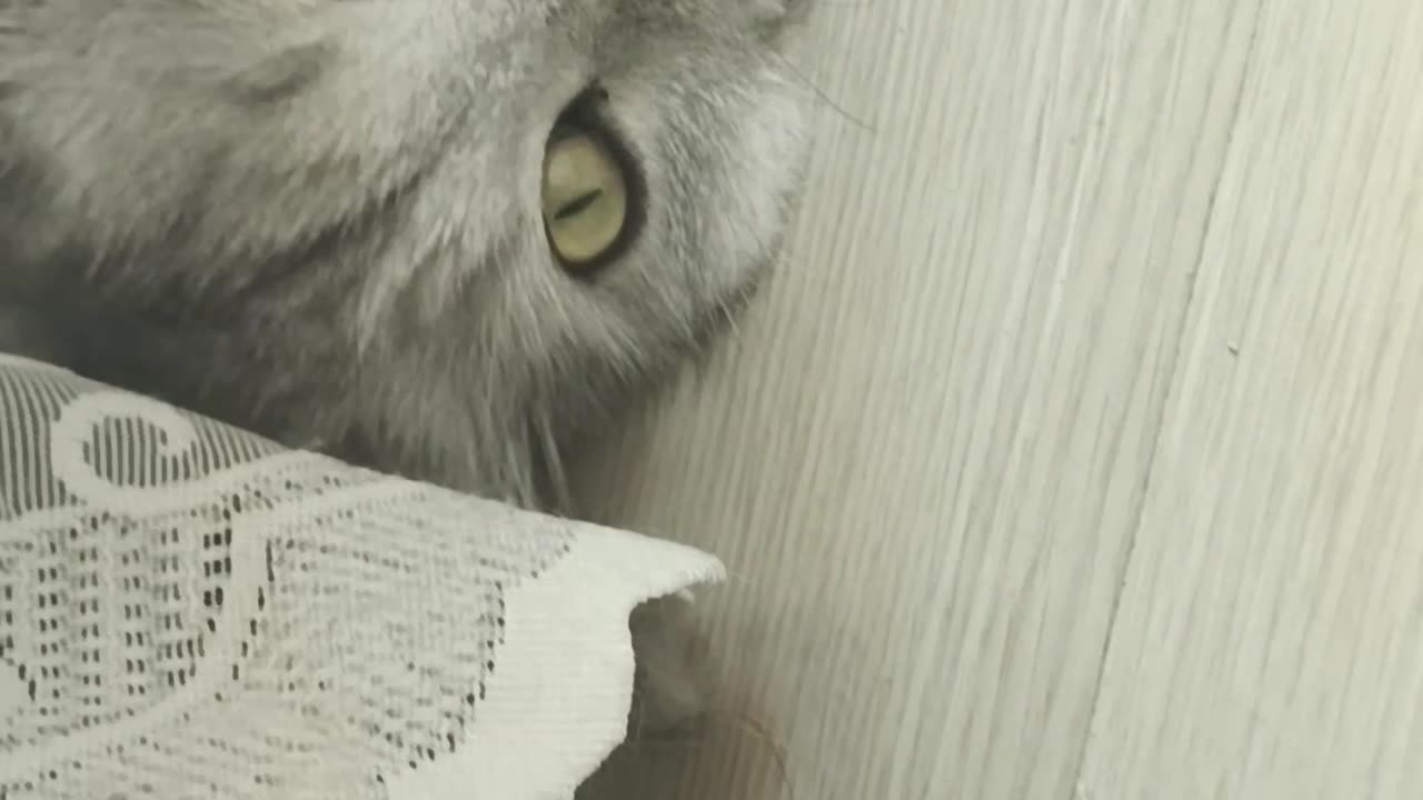 This Cat is Sleeping... And it's Pure Magic