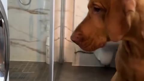 Câine trist când stăpâna îi spală jucăriile și le vede în mașina de spălat!🐶🧸