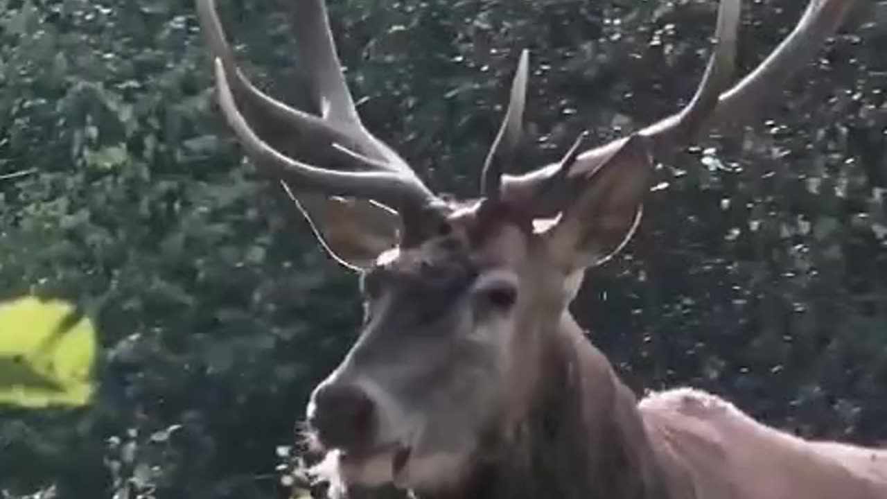 Funny videos funny birds funny animal natural beauty cute animals