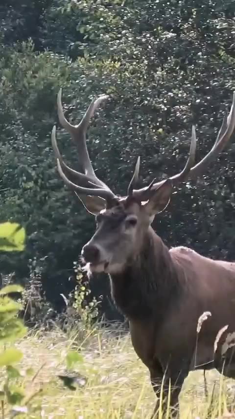 Funny videos funny birds funny animal natural beauty cute animals