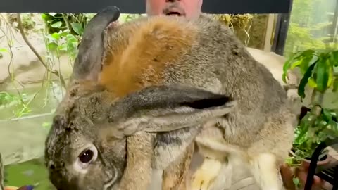 Nature's Beautiful Animal Evolution #animaljourney #animaltransformation #beautifulnature
