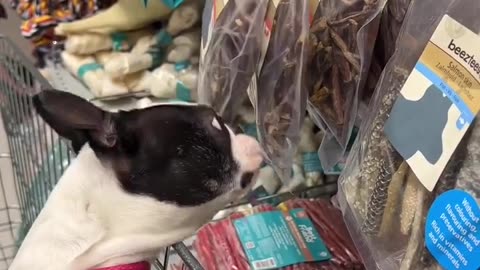 Smart Dog Picks His Own Food at the Store! 🛒🐶