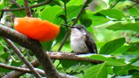 Hummingbird