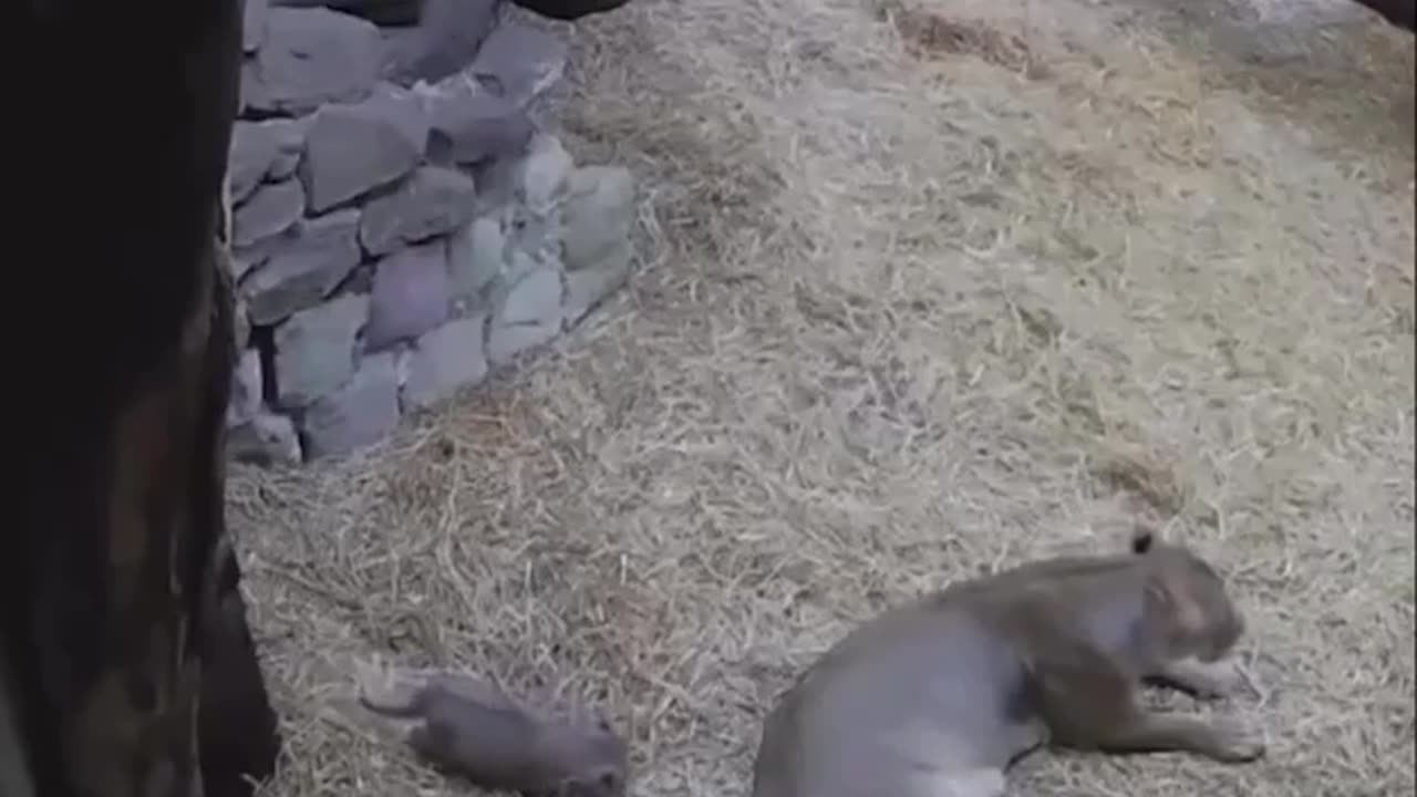 Boo