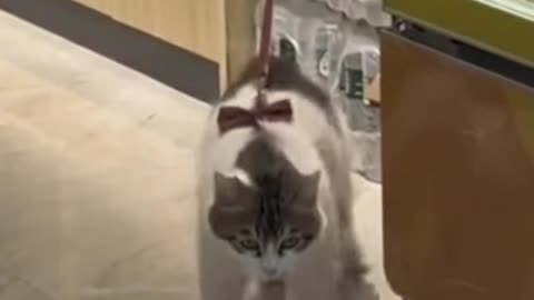 A dancing cat, Michael Jackson