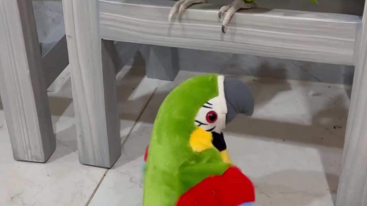 Real Parrot vs. Toy Parrot – The Perfect Mimic