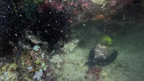 Eel Rips Fish Apart