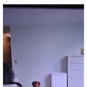 Dog and cat _ Pets(720P_HD)