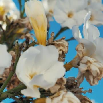 White flowers in the breeze