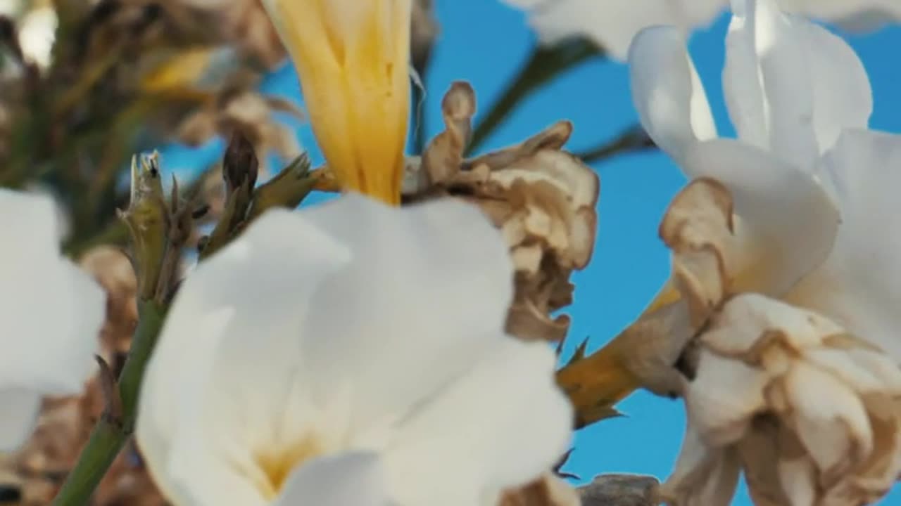 White flowers in the breeze