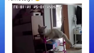 Have you ever called your cat remotely??
