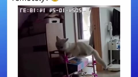 Have you ever called your cat remotely??