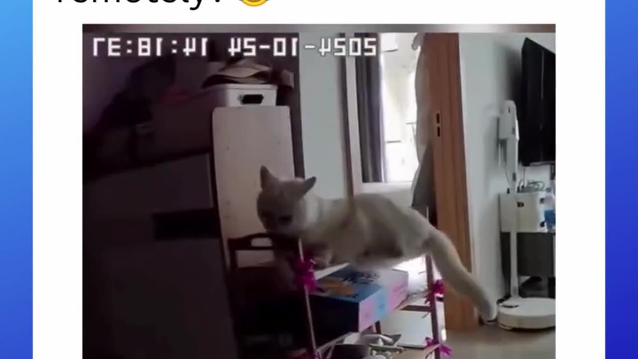 Have you ever called your cat remotely??