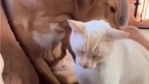 Super Fun Cat & Dog