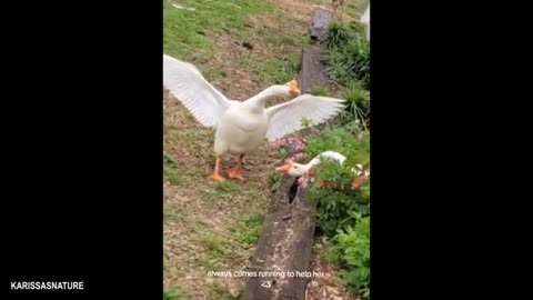 Funniest Animals Video 2025, You’ll Be Laughing Nonstop for 30 Minutes!