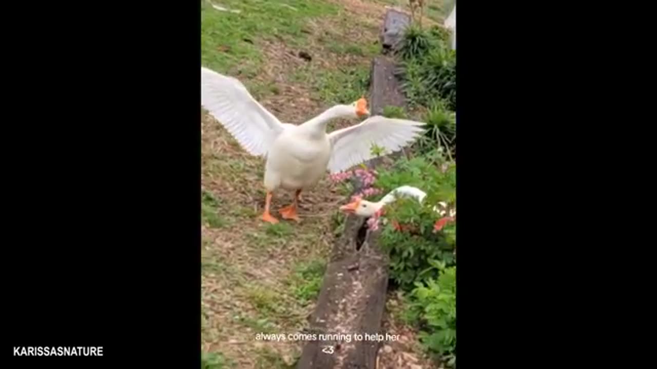 Funniest Animals Video 2025, You’ll Be Laughing Nonstop for 30 Minutes!