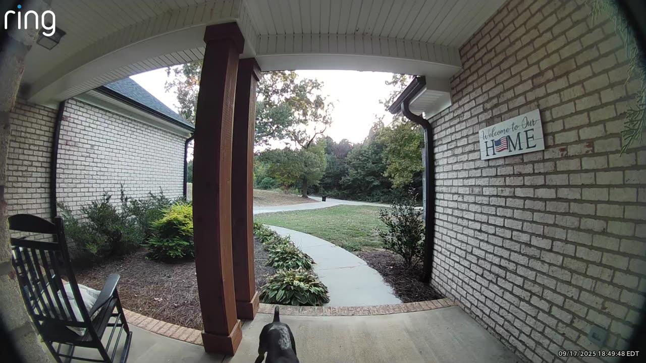 Neighbor's Dog Asks If His Friend Can Play