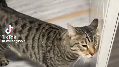 😂🐈 You Won't Believe This Epic Startle! Cat Fails Compilation | FunFM