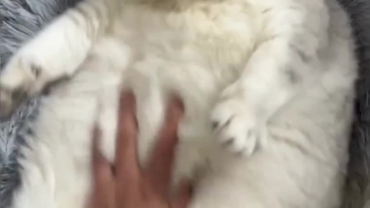 Cute Cat Relief