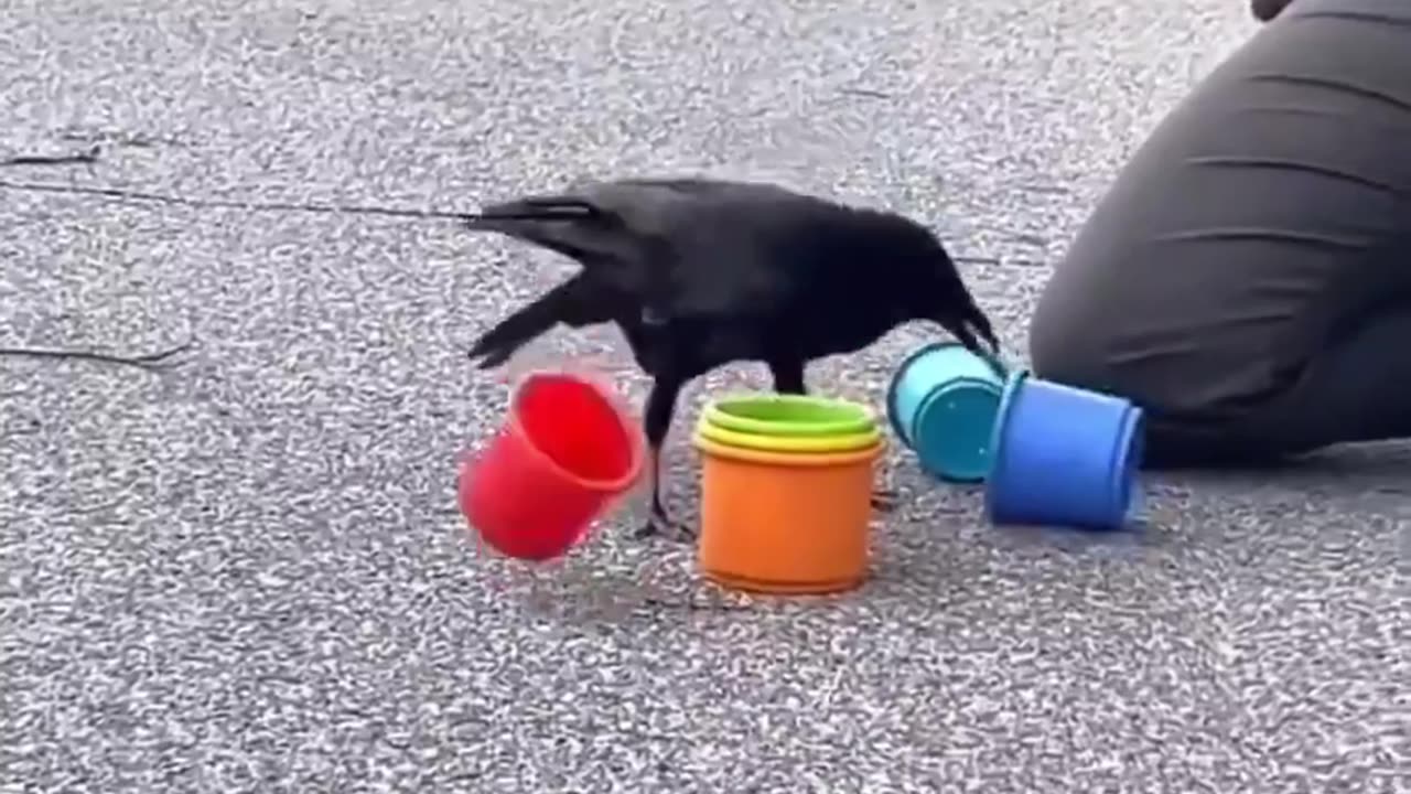 This crow has amazing ordering skill #crow #animalskills #funnyanimals #birds #birdsskill #shorts
