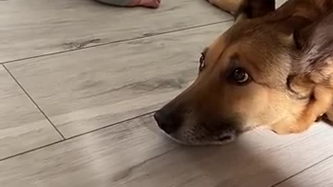 Nervous Dog Gives New Baby a Kiss || ViralHog