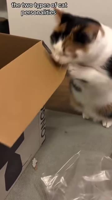 Katter älskar kartonger på olika sätt 😸