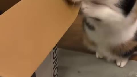 Katter älskar kartonger på olika sätt 😸