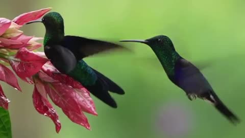 Beautiful bird photography