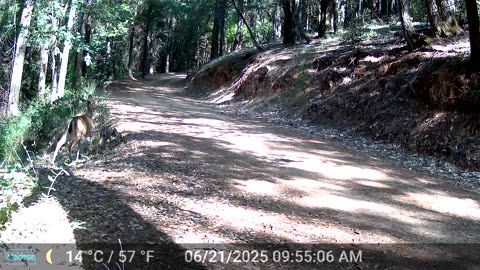 Mama Deer and Her newborn Fawn