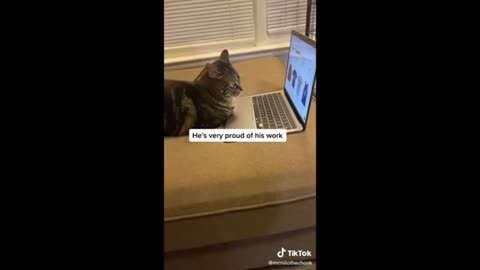 Funny Cat Animal Video 2025