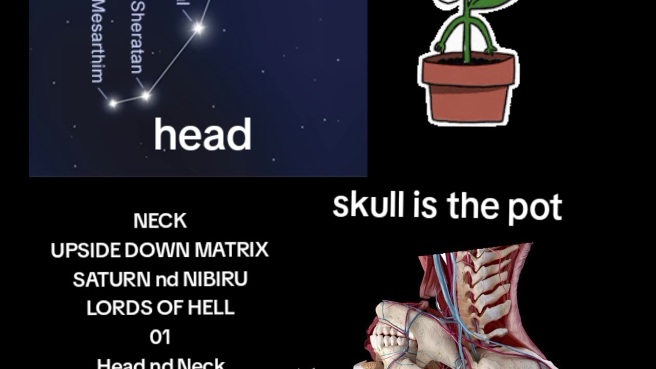 HEAD AND NECK