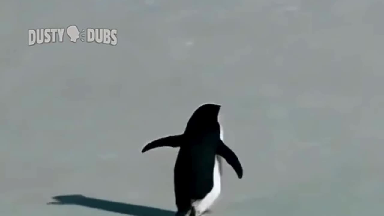 FUNNY ANIMAL COMPILATIONS - PART 69