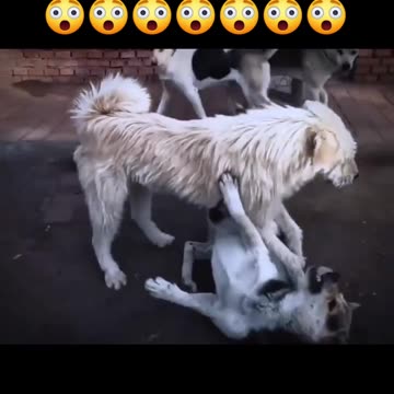 The king Alpha Dog💀