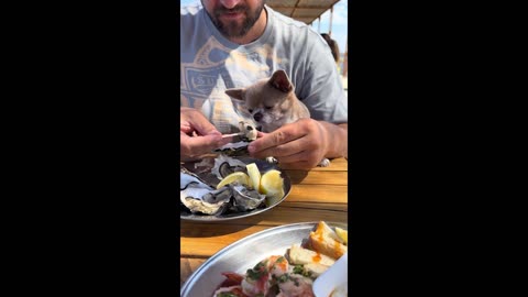 When Your Pet Eats an Oyster for the First Time!