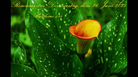Rosenius am Donnerstag, dem 26. Juni 2025, zu Matthäus 5,44