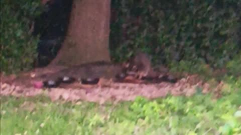 Raccoon eating.