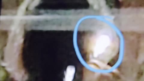 Super Soldiers, we are being Trafficked