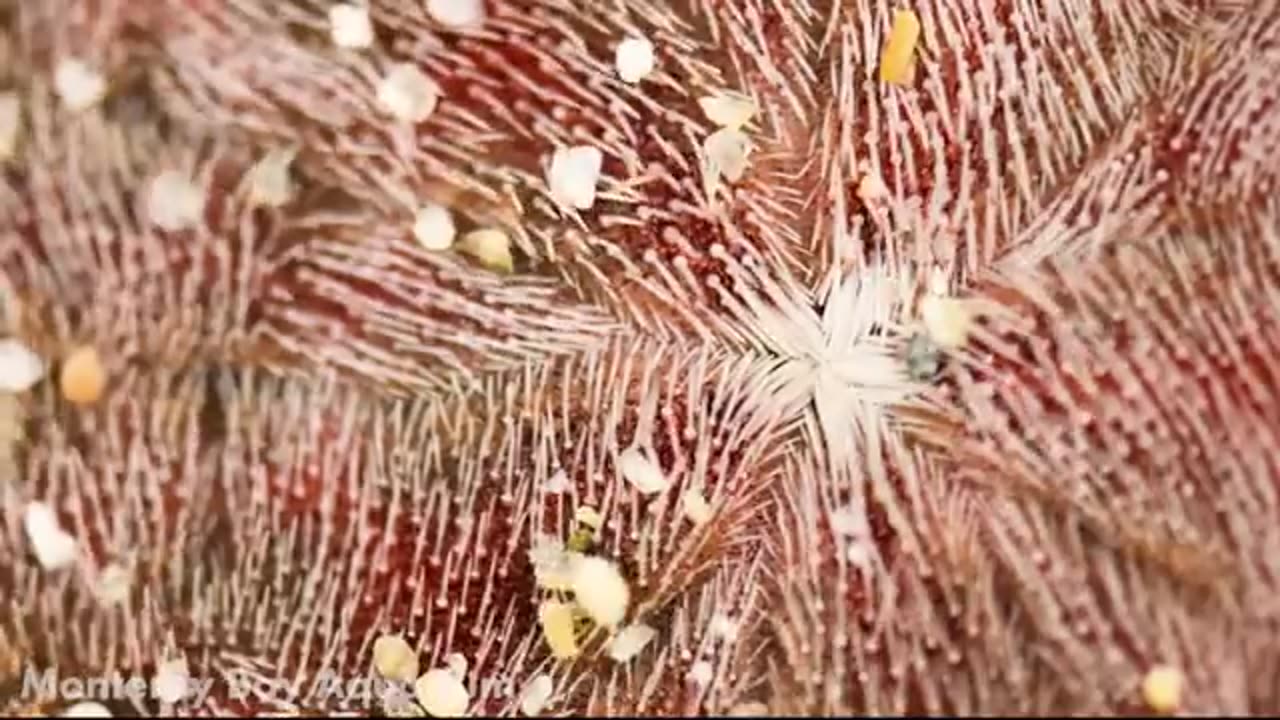 Trending: Everything You Didn't Know About Ocean Animals