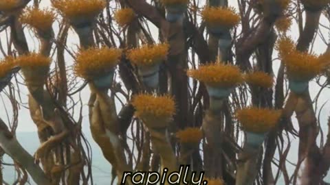 Kelp in Northern Portugal A Powerful Carbon Storage Solution