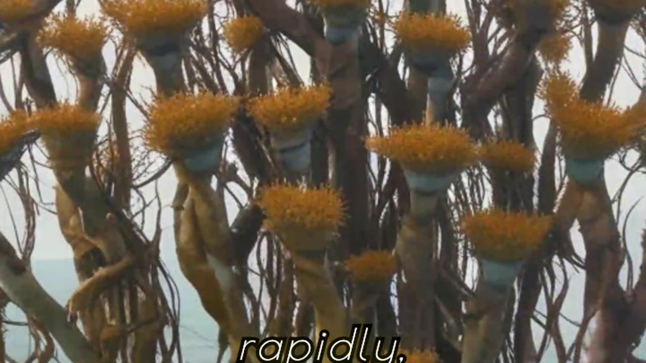 Kelp in Northern Portugal A Powerful Carbon Storage Solution
