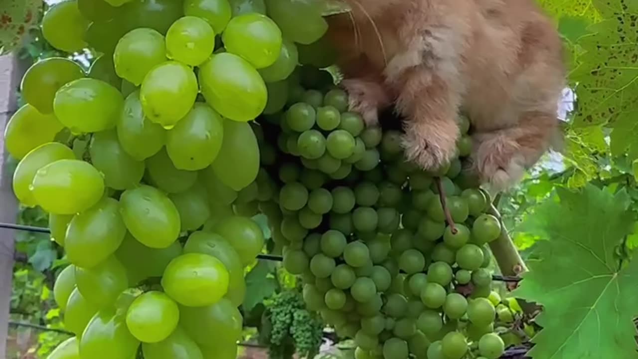 Funny animal video