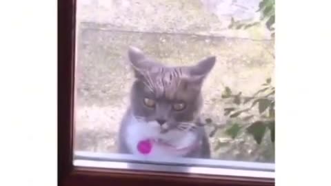 this kitty rocks