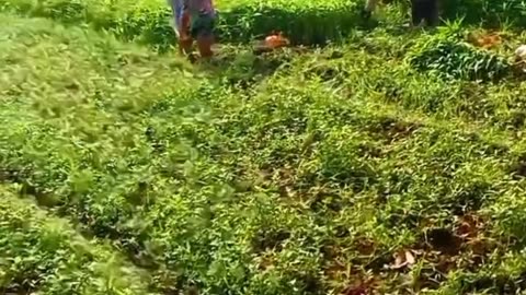 Farming