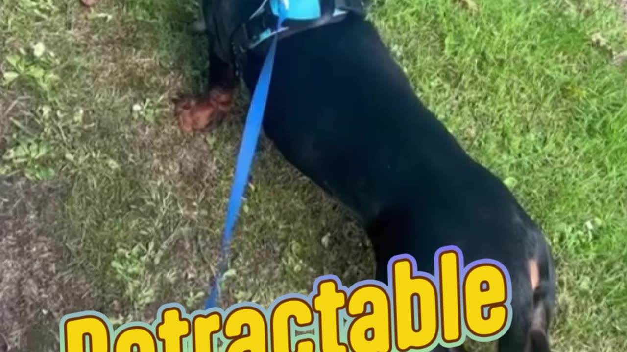 Discover the Best No Pull Dog Harness for Daily Walks