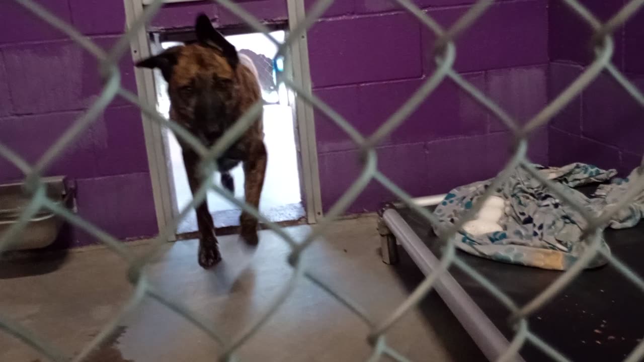 Red 5y Pet Id 879580 kennel 23 HSSAZ shelter can be selective about what yummies he likes20250815779