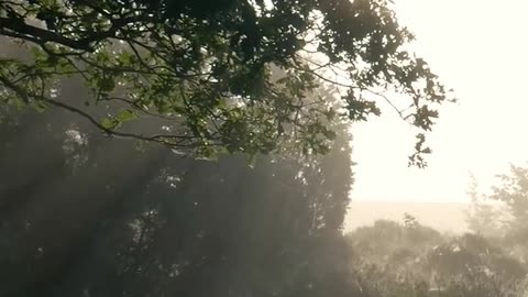 Daily Horoscope | Taurus 🌟