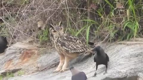 Crow Vs Owl